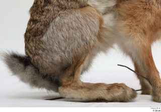 Hare  1 leg tail 0001.jpg